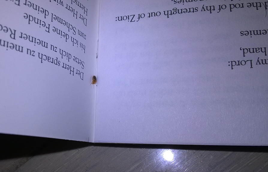 punaise de lits livre